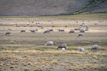 Sheep grazing in the patagonic steppe.