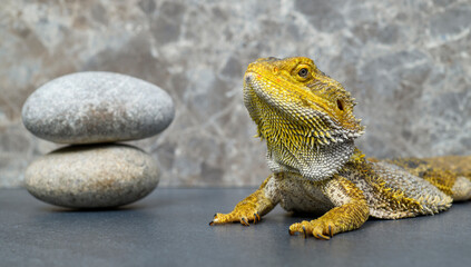 bearded dragon lizard on a gray background with zen stones close-up