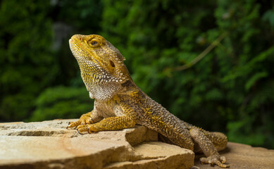 Fototapeta premium bearded dragon lizard on brown stones close-up