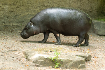 Pygmy hippopotamus Choeropsis liberiensis cloce up