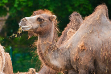 a small herd of camels eating hay very close