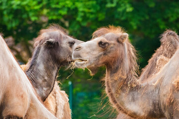 a small herd of camels eating hay very close