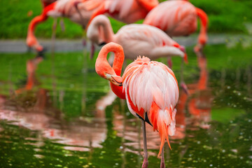 Fototapeta premium American flamingo (Phoenicopterus ruber) or Caribbean flamingo.
