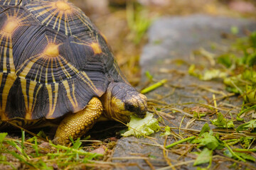 The Radiated tortoise Astrochelys radiata, endemic of southern Madagascar