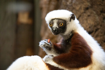 Verreaux's sifaka white looking at camera