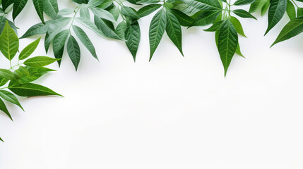 green leaves on a white background with empty space to insert. Generative Ai. 