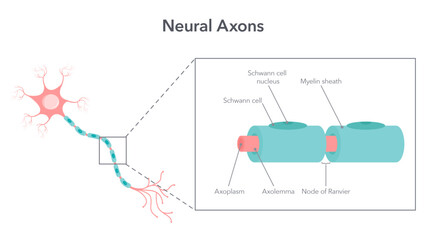 Neural axon diagram vector illustration graphic