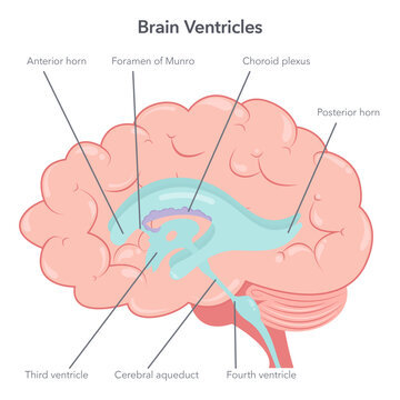 Human brain ventricles anatomy vector illustration diagram 