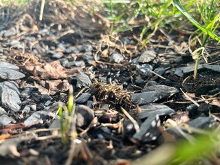Nature's Harmony