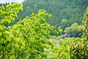 森の中のエコロジーのイメージ