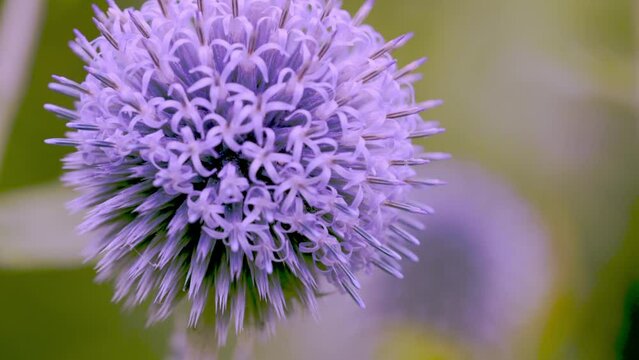 A bumblebee collecting pollen from a flower and flying away - Slow motion