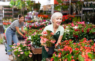Friendly female flower market seller demonstrates potted flowers begonia big