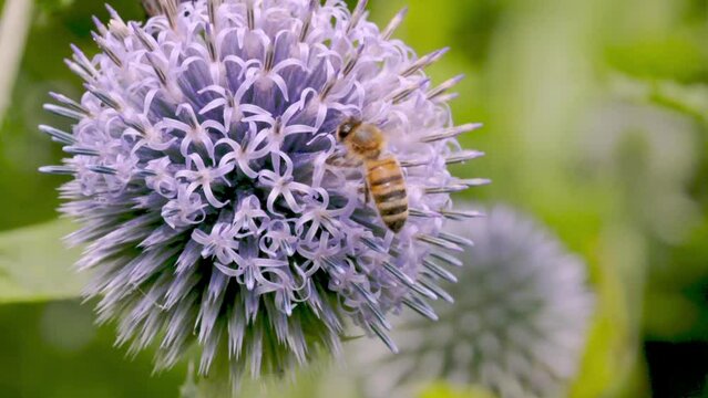 A honey bee arriving at an Echinops flower in summer - Slow motion