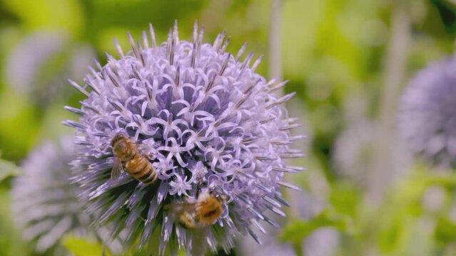 A honey bee and another collecting pollen from an Echinops flower - Slow motion