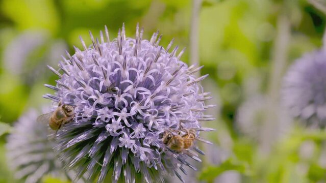 Honey bees collecting pollen from an Echinops flower in summer - Slow motion