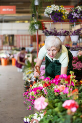 Fototapeta premium Woman flower seller holding petunia in her hands in flower shop