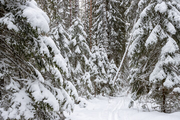 Beautiful winter forest landscape. View of the ski track in the winter forest. Path among snow-covered trees. Snow on the ground and on the branches of trees. Cold snowy weather. Skiing in nature.