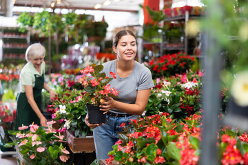 Fototapeta na wymiar Cheerful attractive young woman choosing blooming potted red begonia in hothouse for planting in her flower garden