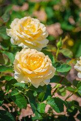 北海道　岩見沢　バラ園の風景