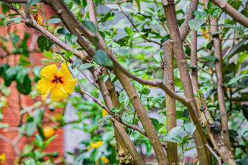 北海道　岩見沢　バラ園の風景