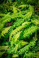 北海道　岩見沢　バラ園の風景