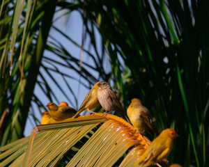 Passaros simples
Simple Bird