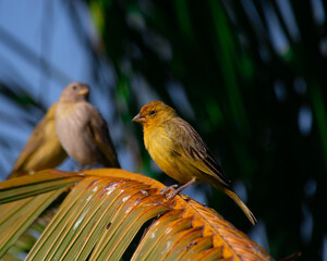 Passaros simples
Simple Bird