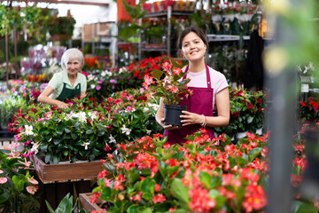 Fototapeta na wymiar Cheerful young Asian saleswoman working in flower store, checking blooming begonias big in pots