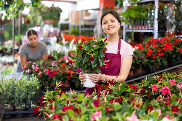 Smiling friendly asian young female florist working at flower market, showing vibrant blooming tropical Mandevilla vine in pot with glossy dark leaves and colorful red trumpet-shaped flowers - obrazy, fototapety, plakaty