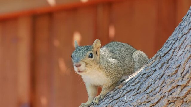 squirrel in a tree in backyard in summer 