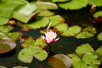 ピンク色の綺麗な睡蓮の花