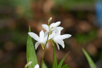 白く可愛いシランの花