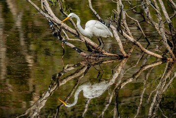 great white egret