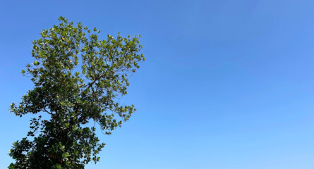 Green tree with branches under blue sky and clouds background in summer with copy space
