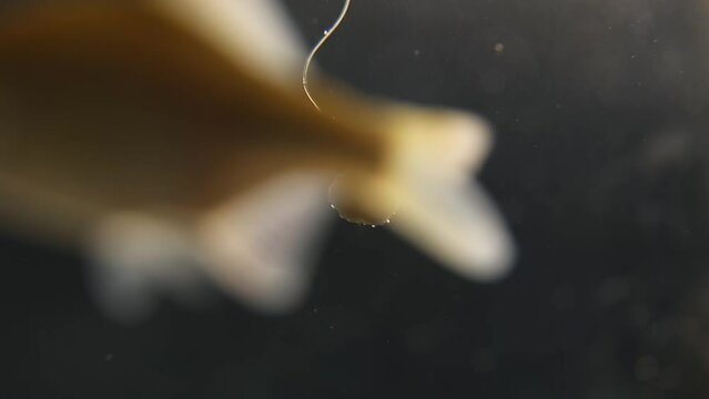 The fish swims up to the hook with the bait and hits the hook with its tail. False bite on fishing. Shooting underwater in the sun.