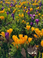 Beautiful yellow and purple crocus flowers growing in grass near autumn leaves on sunny day