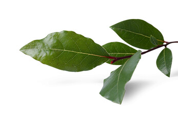 Branch of fresh bay leaves on white background, closeup