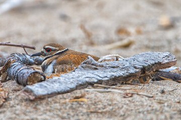 KillDeer at Presque Isle State Park