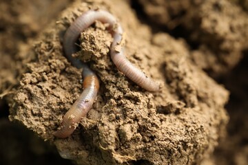 One worm in wet soil, closeup. Terrestrial invertebrates