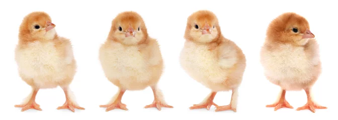 Rolgordijnen Collage with small cute baby chicken isolated on white © New Africa