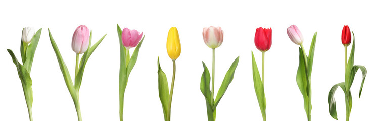 Set of beautiful tulips in different colors isolated on white - Powered by Adobe