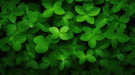leaves of a clover