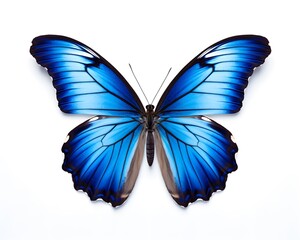 Blue butterfly isolated on white background with clipping path and alpha channel, ai generated