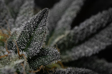 Indoor cannabis plantation in bloom. Macro photography of sativa and indica cannabis plant flowers.