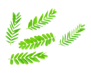 Freshness green leaves of young tamarind plant  transparent png