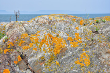 Orange lichen on rocks with St-Lawrence river on the background - Powered by Adobe
