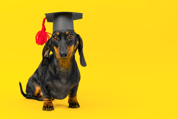 smart dog in an academic cap with a tassel sits on a yellow background. Student in uniform at graduation party of school, university, college. Training and education