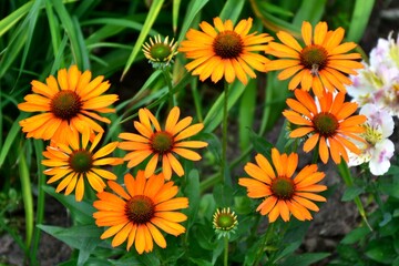 Orange flowers Echinacea - varieties , Prima Saffron