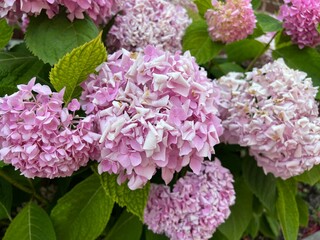 pink hydrangea flowers