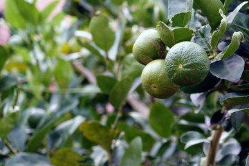 A lime fruit on a tree in the garden with blurred background.